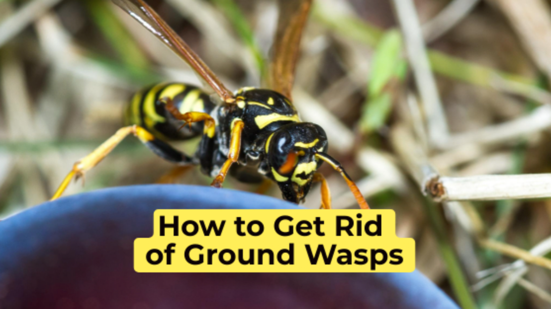 How to get rid of ground wasps