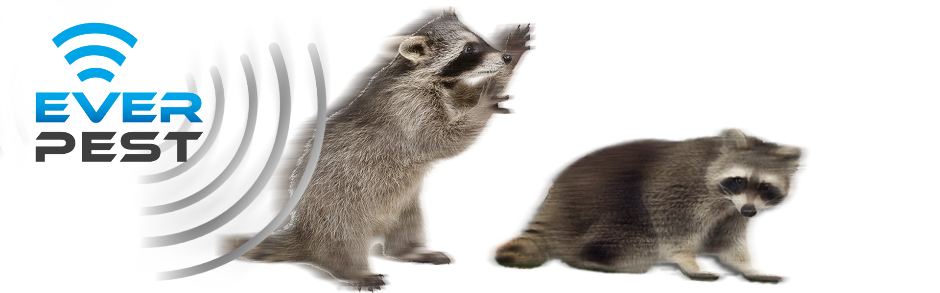 How to Get Rid of Raccoons