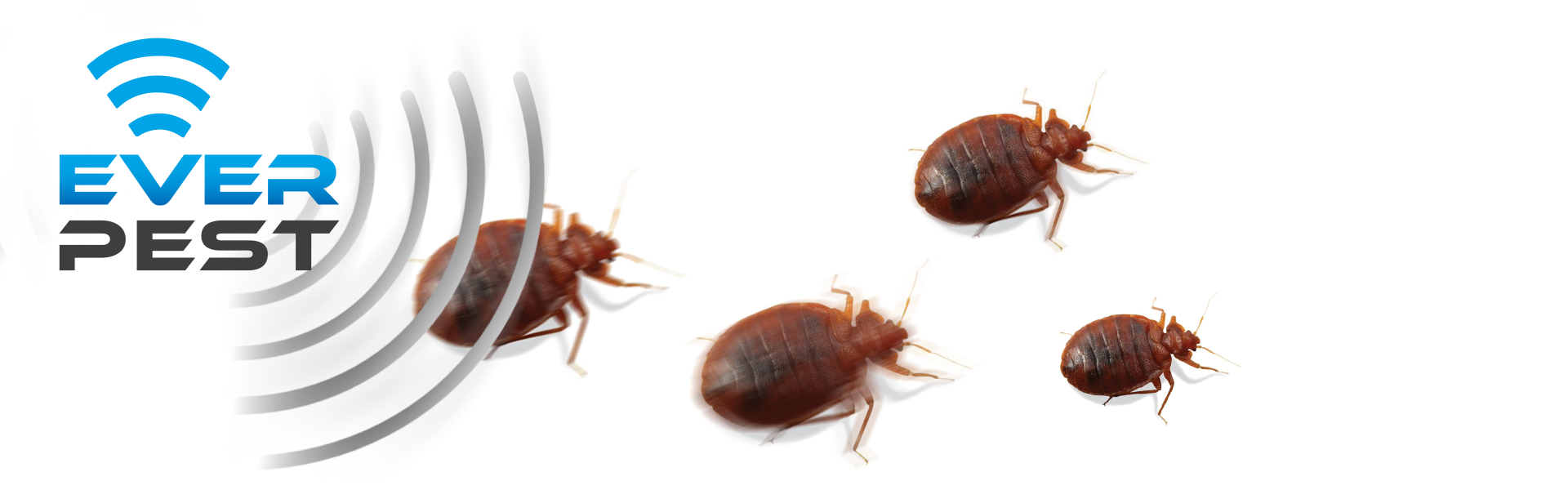 How to Get Rid of Bed Bugs 