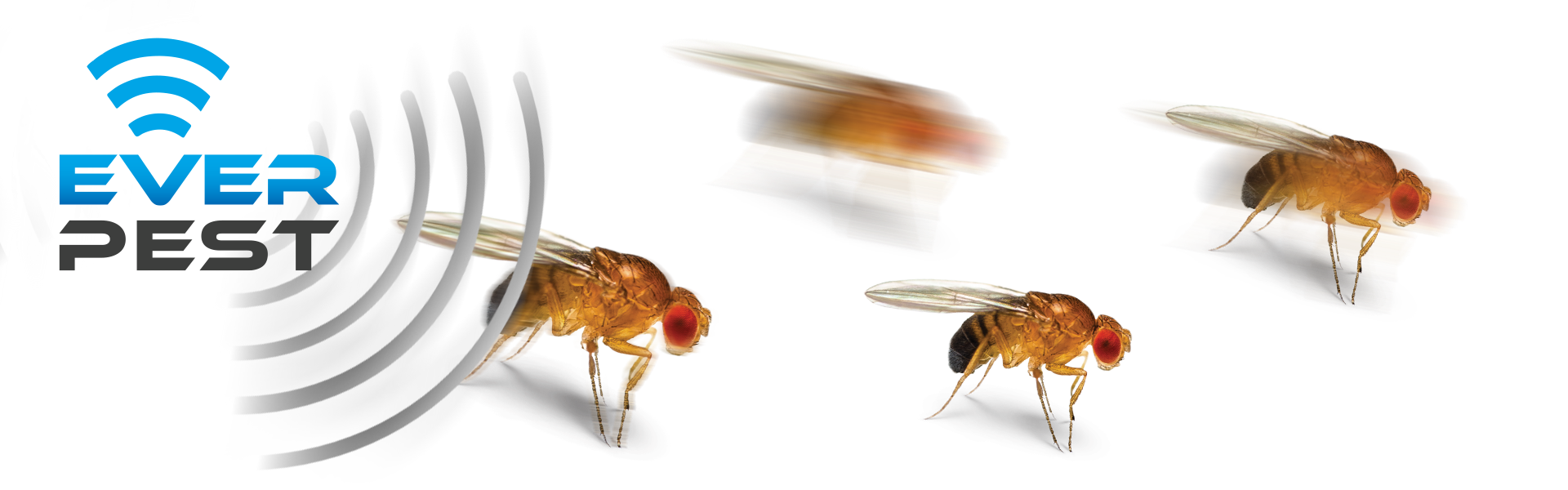How to get rid of fruit flies