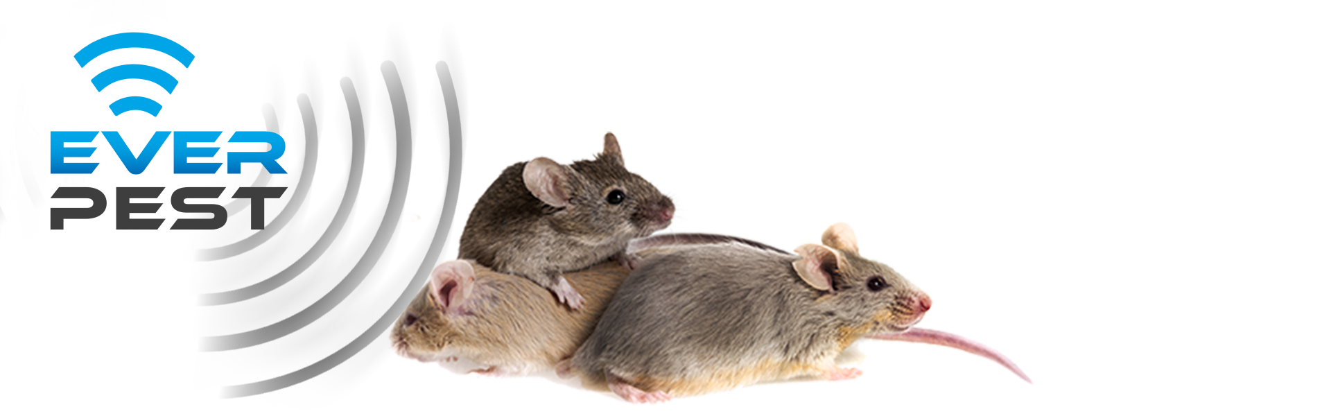 How to Get Rid of Rodents