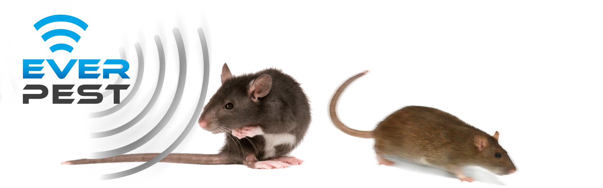 How to get rid of rat