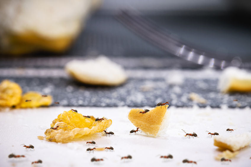 Ants crawling across chips that were left out
