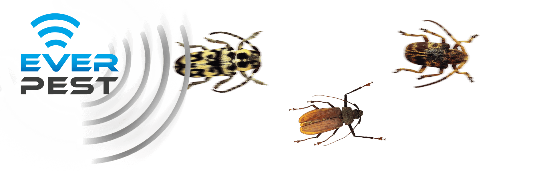 How to Get Rid of Carpet Beetles