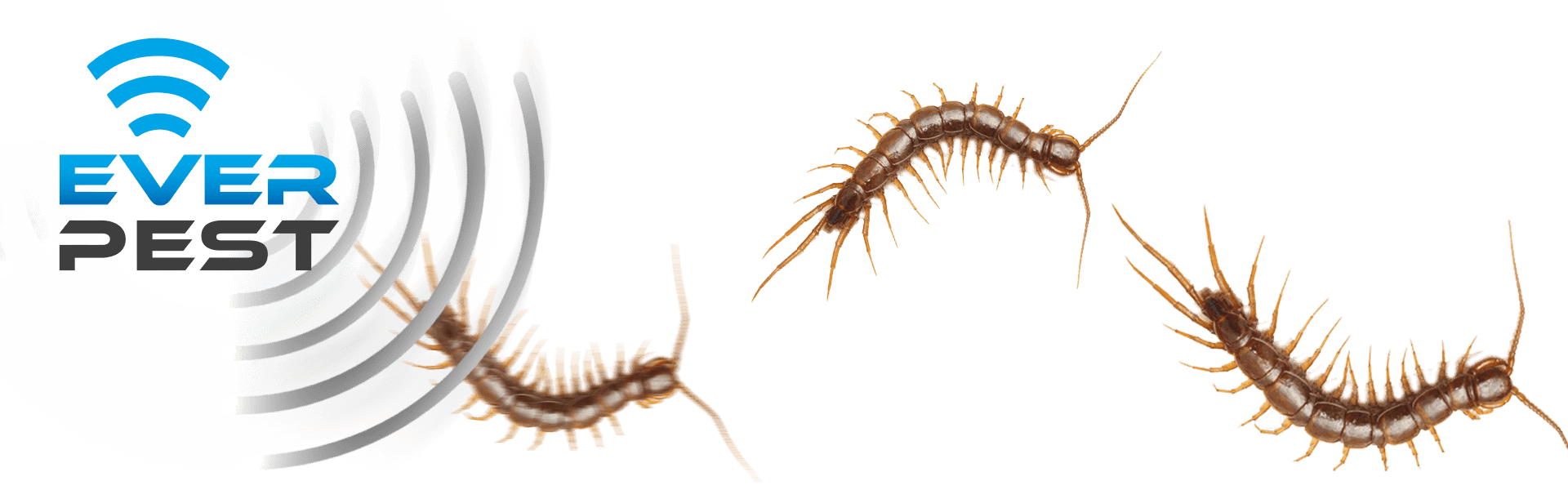 How to Get Rid of Centipedes