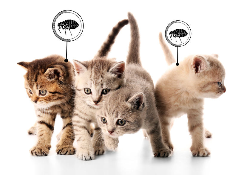 four kittens, two of which have a circle magnifying a flea on them