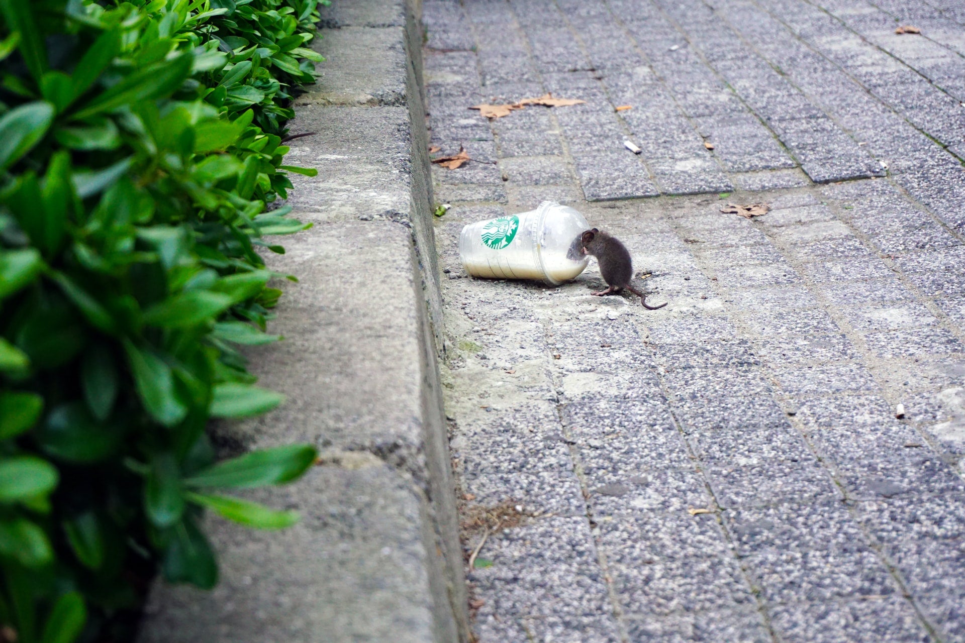Pest Repellers in Autumn: Which Pests to Watch Out For