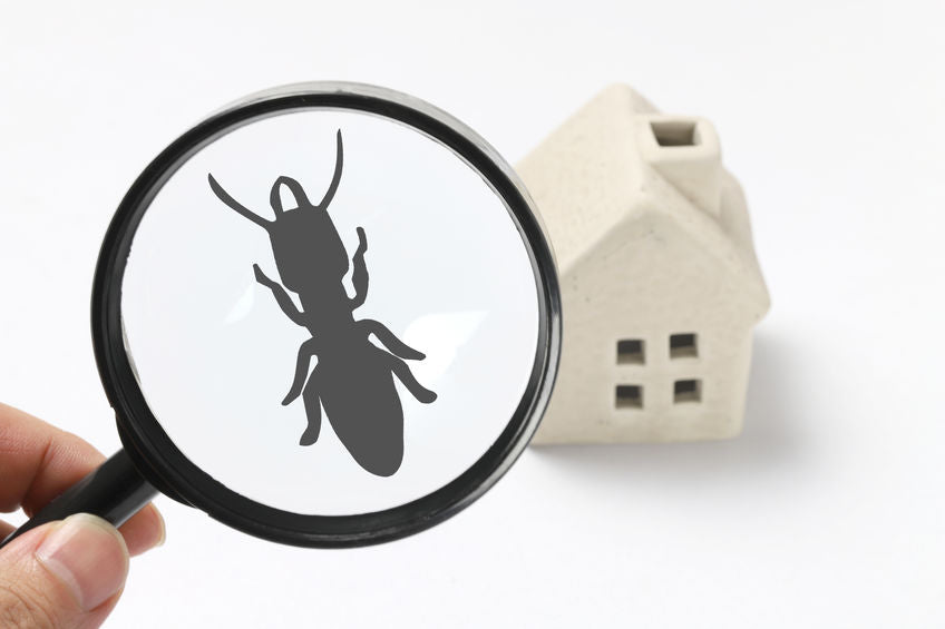 Bug under magnifying glass next to house 
