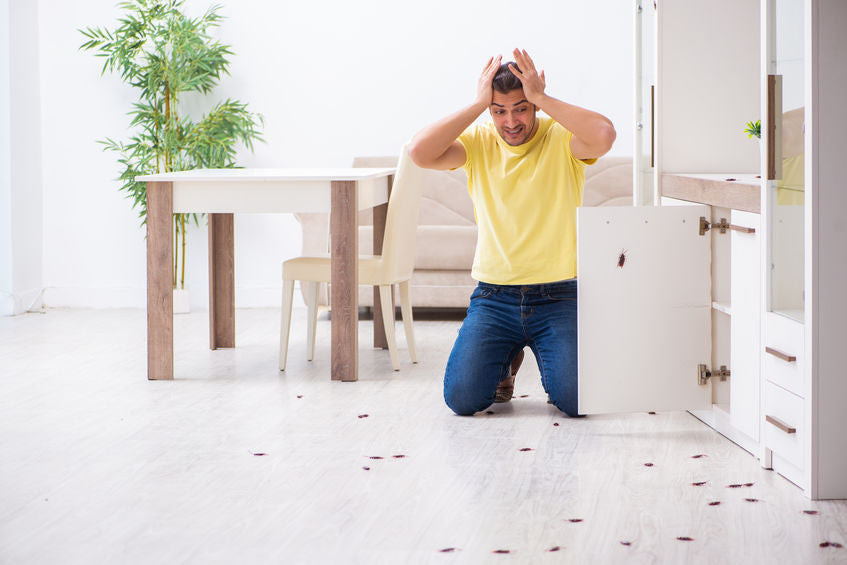 Top Three Places Pests Sneak In