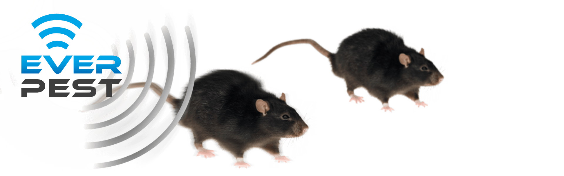 How to get rid of roof rats