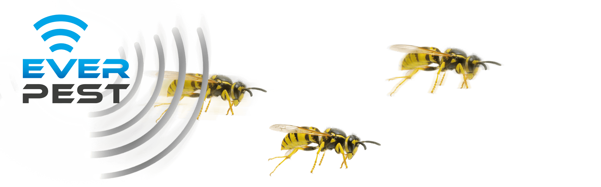 How to get rid of wasps